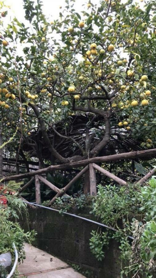 Rosy Monolocale Nel Centro Storico Di Torre Annunziata Di Fronte Scavi Oplonti 아파트 외부 사진